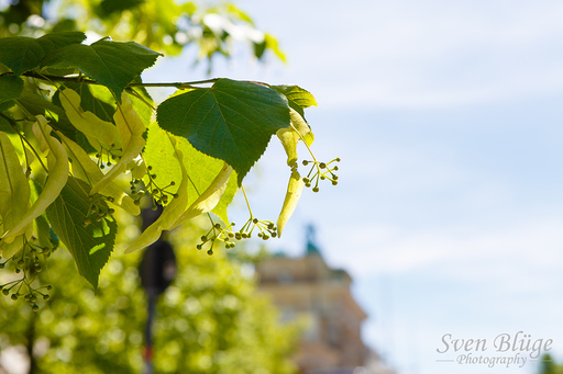 Berlin 06/2013: image 64 of 66